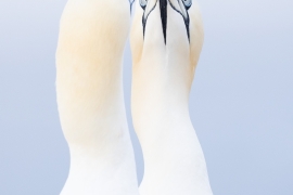 R62_7749x R62_7749x