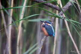 Eisvogel_Baby