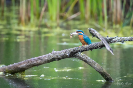 Eisvogel_14