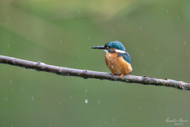 Eisvogel