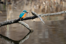 Eisvogel_1