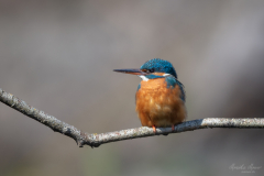 Eisvogel_5 Eisvogel_5