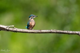 Eisvogel_Baby