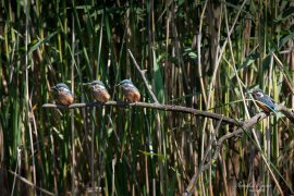 Eisvogel_drei