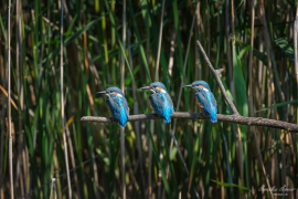 Eisvogel_babys