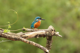 Eisvogel_8