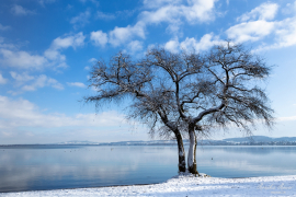 Baum_14