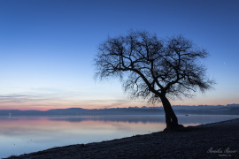Baum_19