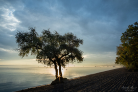 Baum_13