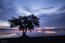 Baum_15