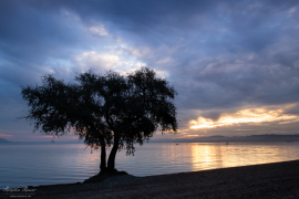 Baum_10
