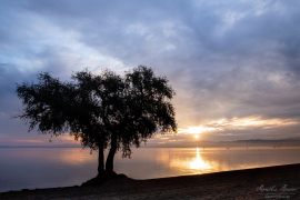 Baum_7