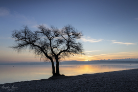 Baum_24