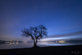 Baum_26