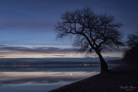 Baum_27