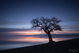 Baum_28