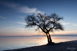 Baum_23