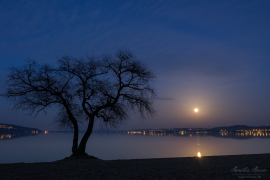 Baum_Vollmond