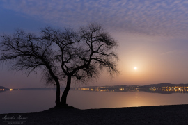 Baum_Vollmond_2