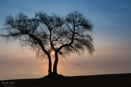 Baum_6