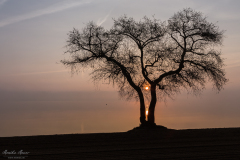 Baum_1 Baum_1