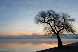 Baum_2