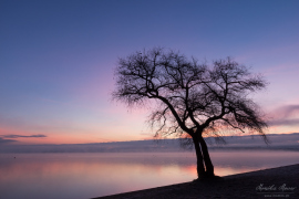 Baum_3