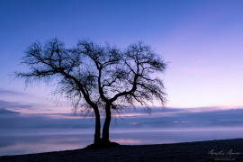 Baum_4