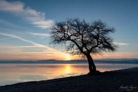 Baum_22