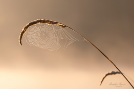 natur_5