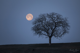 Vollmond
