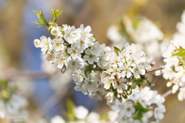 natur_3