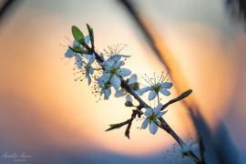 Wildkirsche Gegenlicht