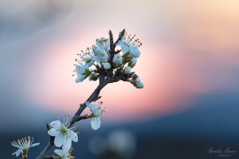 Wildkirsche im Abendhimmel