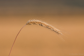 natur_1