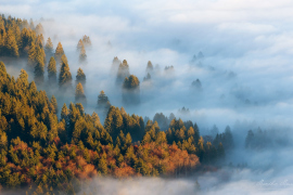 Herbstnebel