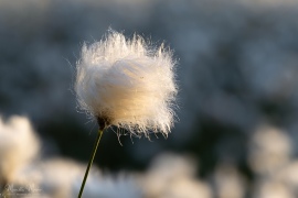 R6_M5201