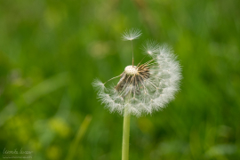 natur_202