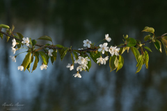 natur_203 natur_203