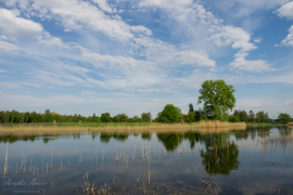 Teich