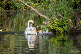 Schwan mit Jungtieren
