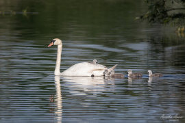 wildlife_6