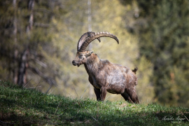 Steinbock