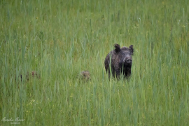 Wildschwein