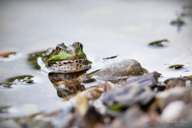 frosch