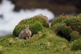 Wildhase