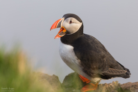 puffin
