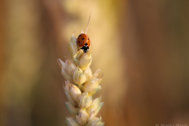 wildlife_020