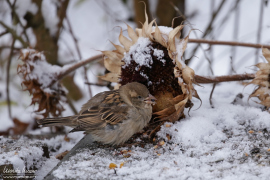 wildlife_021