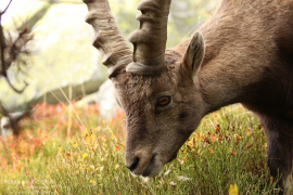 Steinbock